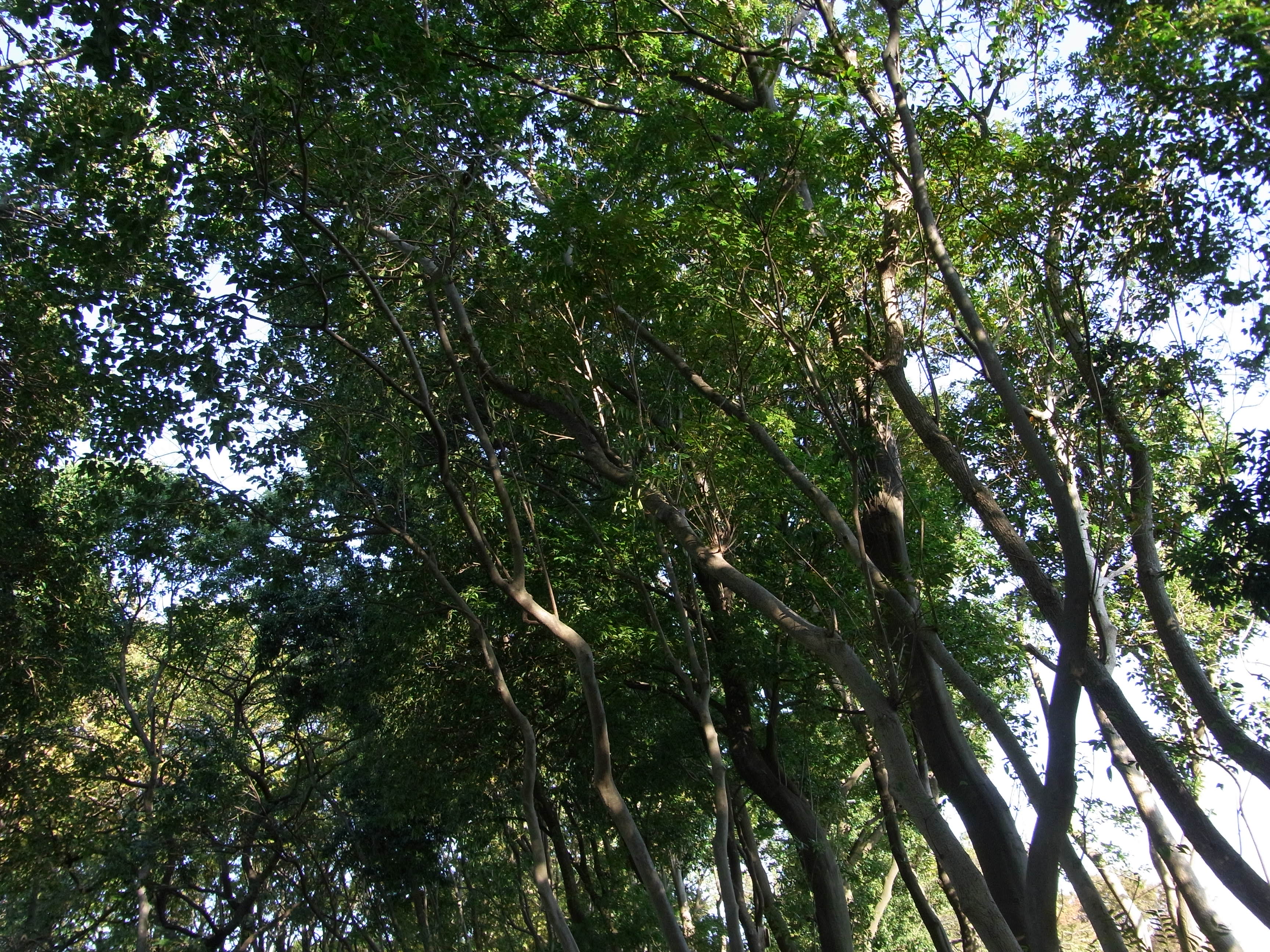 RIMG1239.JPG