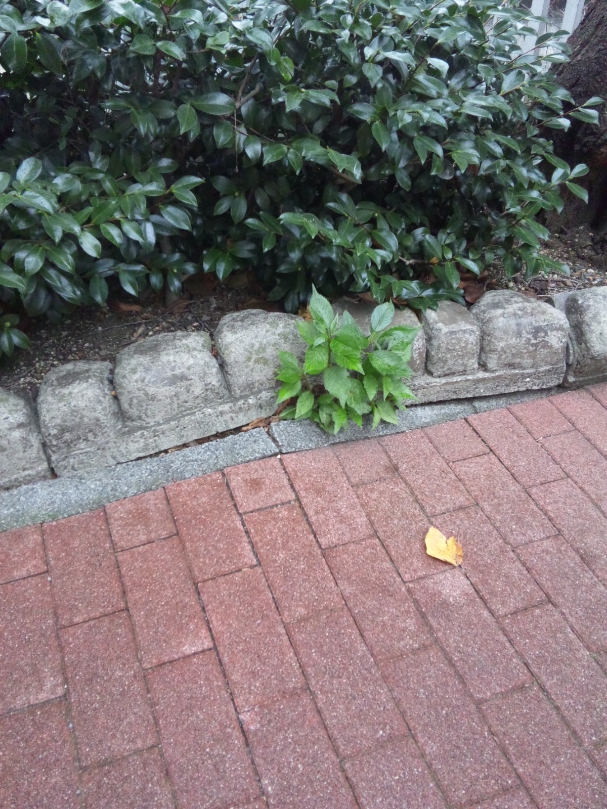 SH3L0780.jpg
