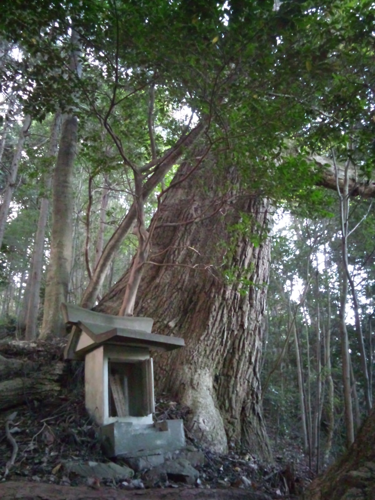 SH3L0855.jpg