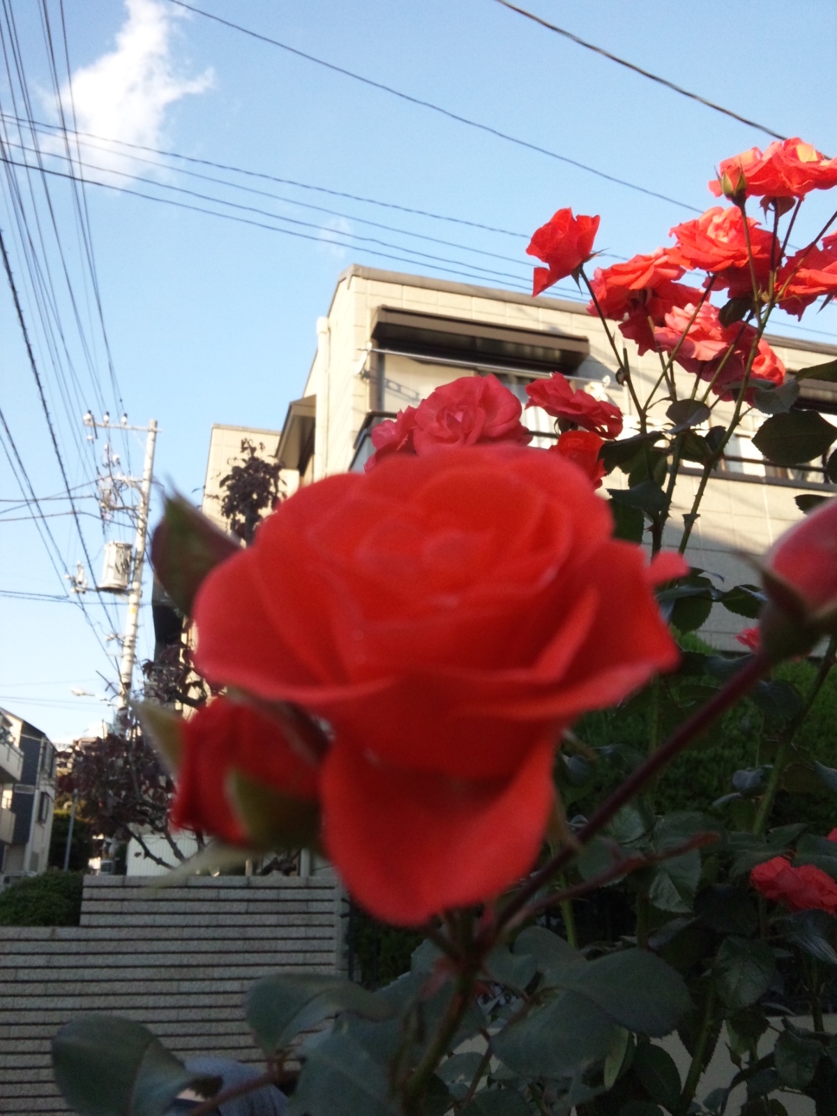 SH3L0861.jpg