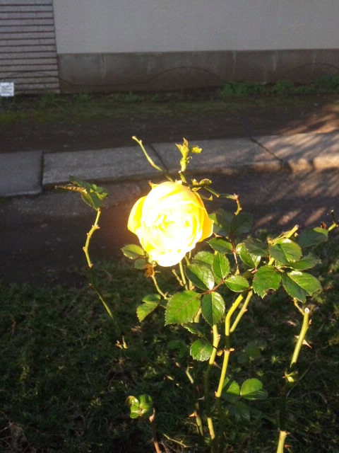 SH3L09200001.jpg